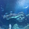 Sea Life Bangkok Ocean World