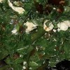ผักเหรียงผัดไข่