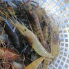 กุ้งหัวมันแก้ว​ 22-25ตัว 380/kg.​  