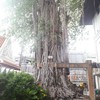 ต้นไม้ใหญ่ภายในวัด
