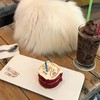 Caturday cat cafe