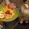 บรรจงลงจาน ให้ดูมีสกุลรุนชาติ ยังมีหมูซ่อนอยู่อีก คุ้ยขึ้นมาโปะพอให้ดูมีดีไซน์