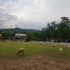 The Scenery Vintage Farm