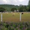 The Scenery Vintage Farm