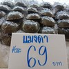 แมงดาตัวละ69 (ไม่ยำ) แมงดาตัวละ69 (ไม่ยำ)