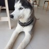 น้องโคโค่