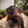 โชว์​ช้าง​ มีให้ชมวันละหลายรอบค่ะ