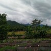 แปลงกุหลาบ​ ที่ปลูกไว้เพื่อ​ทำชาจำหน่าย