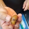 เกาลัดญี่ปุ่นครึ่งกิโล 140 บาท