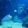 Sea Life Bangkok Ocean World