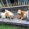 แล้ว พนง.ต้อนรับที่เหลือก็กรูกันเข้ามา (เห่าก่อน 5555)