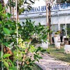 Elephant House Lake view Cafe