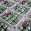 รูปร้าน กุยช่ายมิสหมวย  เจริญราษฎร์ 10