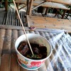 เริ่มหนียว