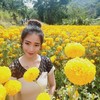 ทุ่งดอกเก๊กฮวย บ้านอมลอง