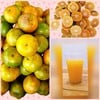 น้ำส้มคั้นสด ขนาด 250 ml. ขวดละ 35 บาท ขนาด 500  ml. แก้วละ 60 บาท น้ำส้มปรุงรสป