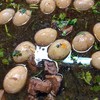 ไข่พะโล้หมูสามชั้น ไข่พะโล้หมูสามชั้น