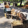 The Scenery Vintage Farm
