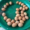 ไข่ต้ม 5 บาทไก่ทอด
