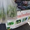 จัดมา 2 กล่อง เอาไปฝากคนอื่นด้วย