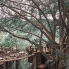 The Giant Chiang Mai Thailand