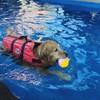 ขอขอบคุณรูปภาพจาก FB Dog Space สระว่ายน้ำ ฝากเลี้ยงสุนัข