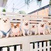 ขอขอบคุณรูปภาพจาก FB Pet and Peace Family House รับฝากสุนัข นอนแอร์ ไม่ขังกรง