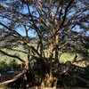 The Giant Chiang Mai Thailand