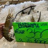 กุ้งแม่น้ำยัก ตัวละ 350 บาท