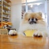 หนูน้อยนาเนียร์ผู้อยากกินทุกอย่าง