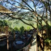 The Giant Chiang Mai Thailand