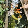 Fern Forest Cafe