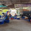 ผลิตมะพร้าวแก้วสดใหม่ทุกวัน