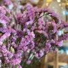 Flower made our heart beats fast