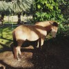 เจ้าม้าท้องป่อง