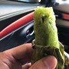 ข้าวเหนียวย่างอารีย์