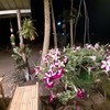 ภายในร้านเอาไม้ดอกมาจักแต่งร้านดูสวยงาม