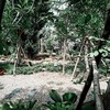 Rainforest Cafe Kanchanaburi