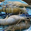 กุ้งตัวใหญ่ๆ😮