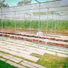 CORO FIELD