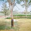 CORO FIELD