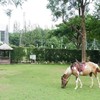The Scenery Vintage Farm