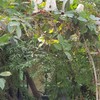 PATA PLANTATION