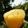 มันหวานพันใบตองอบ