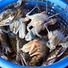 หนึ่งปูม้า - ทะเลเผา สาขา 1 รามคำแหง 24 แยก 2