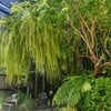 Fernpresso Cafe สุเทพ
