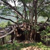The Giant Chiang Mai Thailand