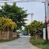 ครัวปลาทู (ทิดอ้วน) บางแสน