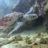 Sea Turtle Koh Lipe