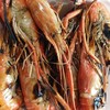 กุ้งแม่น้ำเผา 13 ตัว/1 กก